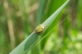 TheÃÂ green shield bugÃÂ Palomena prasina